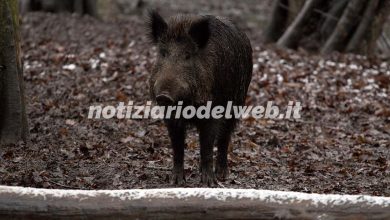 Chieri, cinghiale provoca incidente: ignora le vittime e porta via l'animale