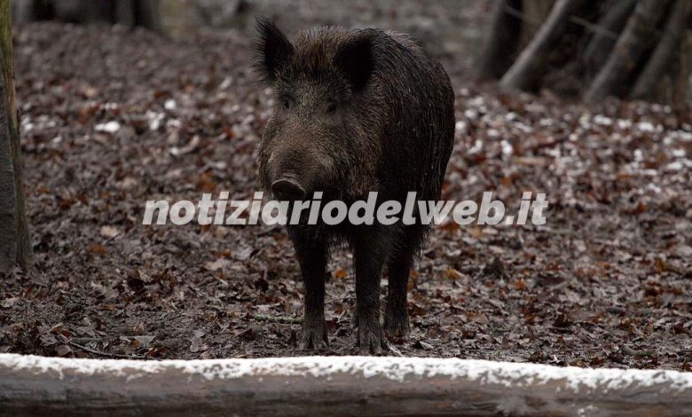 Chieri, cinghiale provoca incidente: ignora le vittime e porta via l'animale