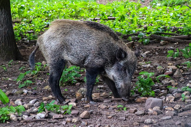 Chieri, cinghiale provoca incidente: ignora le vittime e porta via l'animale