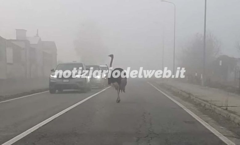 Casale Monferrato struzzo in strada nella nebbia