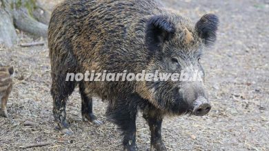 Peste suina africana Piemonte: individuato un primo caso a Ovada