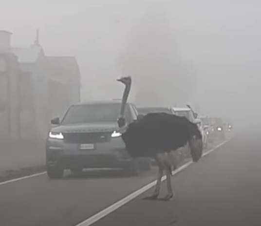 Casale Monferrato struzzo in strada nella nebbia