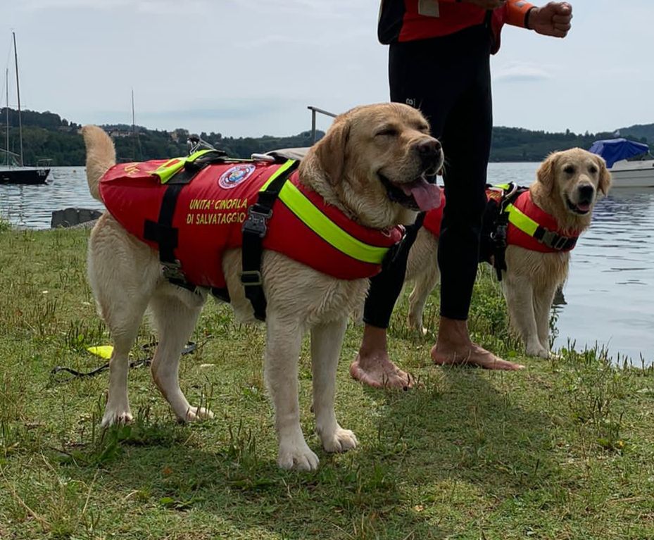 Cani di salvataggio in Piemonte: supereroi a 4 zampe