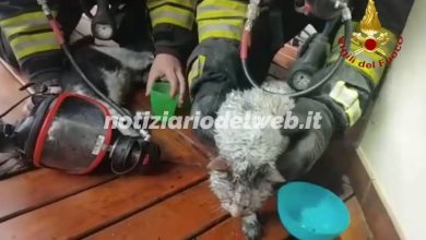 Incendio a Castellamonte Vigili del Fuoco salvano 3 gattini [+VIDEO]