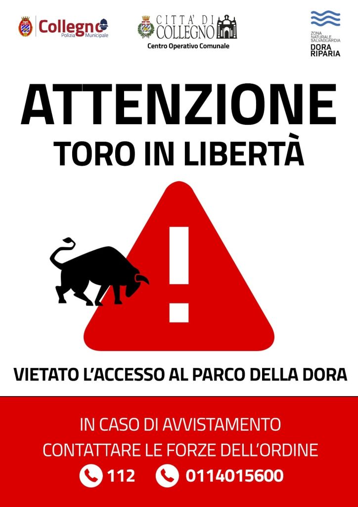 Toro in libertà nei pressi di Collegno chiuso il Parco della Dora