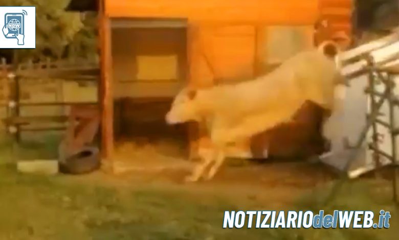 Toro in libertà nei pressi di Collegno chiuso il Parco della Dora