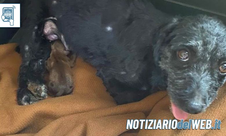 Accattonaggio con cane a Torino: ENPA salva una cagnolina incinta