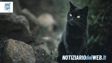 Il patto del gatto e del Diavolo: ecco perché i nostri mici ci proteggono