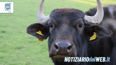 Toro in libertà sull'autostrada A6 Torino-Savona recuperato a Priero