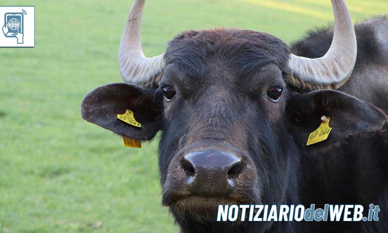 Toro in libertà sull'autostrada A6 Torino-Savona recuperato a Priero