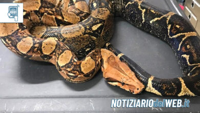 Boa Constrictor a Torino nel parco del Meisino: recuperato