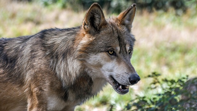 Lupi a Torino avvistati tra Chieri e Pecetto Torinese (1)