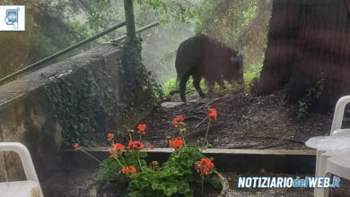 Un cinghiale alla clinica San Luca di Pecetto, Chieri