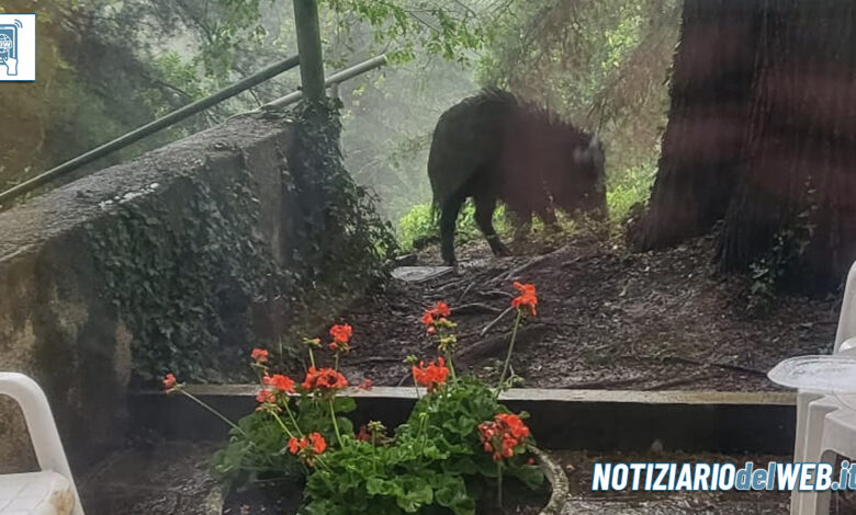 Un cinghiale alla clinica San Luca di Pecetto, Chieri