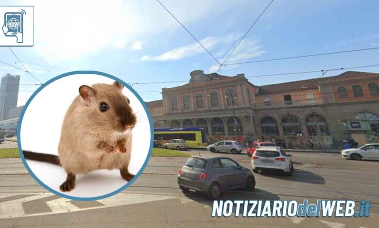 Torino, invasione di topi in piazza XVIII Dicembre