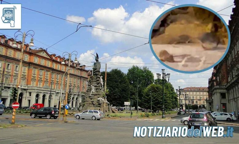Invasione di topi a Torino, da Porta Susa a piazza Statuto