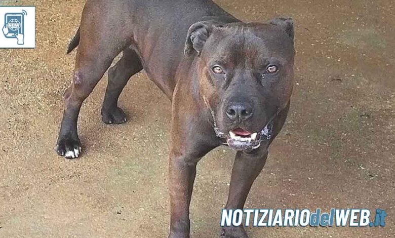 Torino, il Pitbull Aci è salvo rischiava l'eutanasia