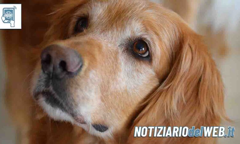 Incidente Vercelli Adone, il Golden Retriever fuggito, ha ritrovato la sua famiglia