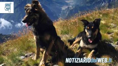 Orrore nei Boschi di Perrero due cani uccisi a fucilate, trovato il colpevole