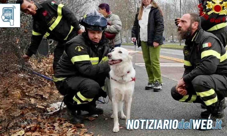 Spaventata dai botti, scappa e si intrappola nella Dora cagnolina salvata dai Vigili del Fuoco