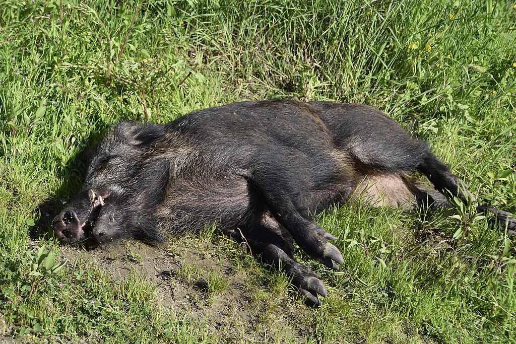 La peste suina africana continua a diffondersi in Piemonte con cinque nuovi casi tra i cinghiali. Femmina di cinghiale (Parco dell'Insugherata Roma). Deceduta probabilmente per peste suina africana. Fonte WIKIMEDIA